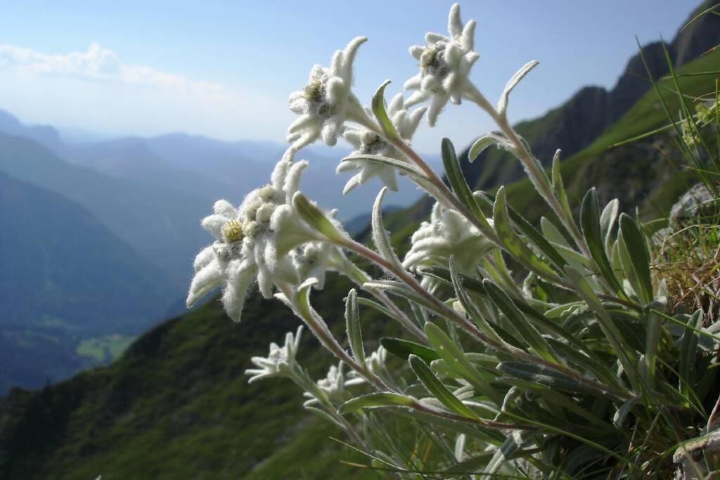 Gite Au Printemps Japonais, Petit Train De La Mure, Parc Des Ecrins Pierre-Chatel Kültér fotó